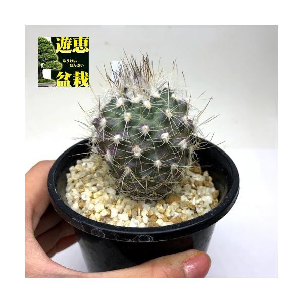 k6レアカラー‼️ サボテン　ギムノカリキウム 54株 サボテン：ギムノカクタス サウエリ ネリッサエ*幅4.5cm 現品！一品