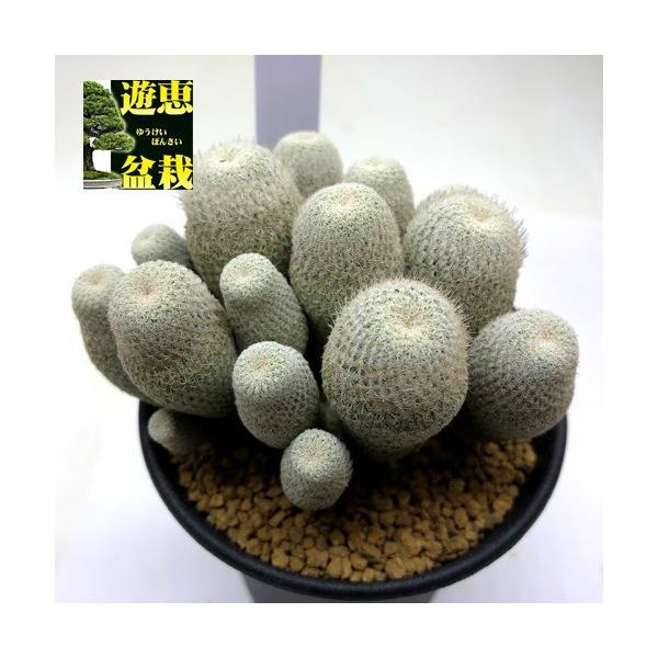 サボテン：エピテランサ 月世界 群生*幅9cm 現品！一品限り : 遊恵