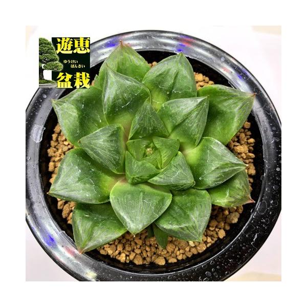 多肉植物：ハオルチア オブツーサ錦×コンプト N1大型ダルマ*幅8cm 現品