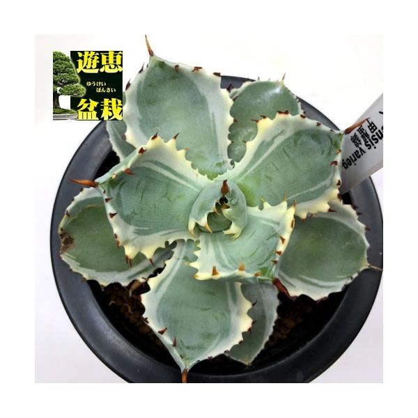 多肉植物：アガベ 甲蟹錦（カブトガニニシキ）*幅12cm 現品！一品