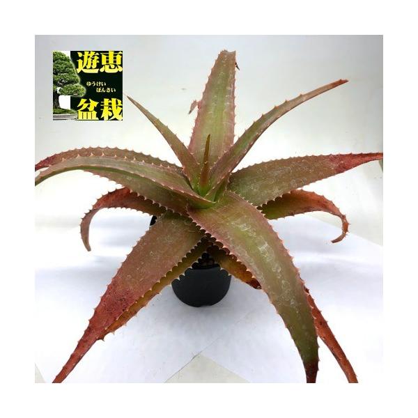 観葉植物 アロエ 多肉植物の人気商品 通販 価格比較 価格 Com