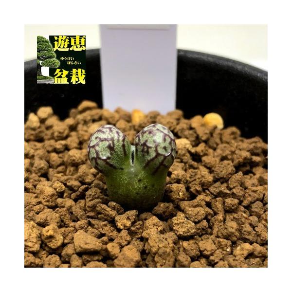 多肉植物：コノフィツム ルックホフィー*全幅1cm