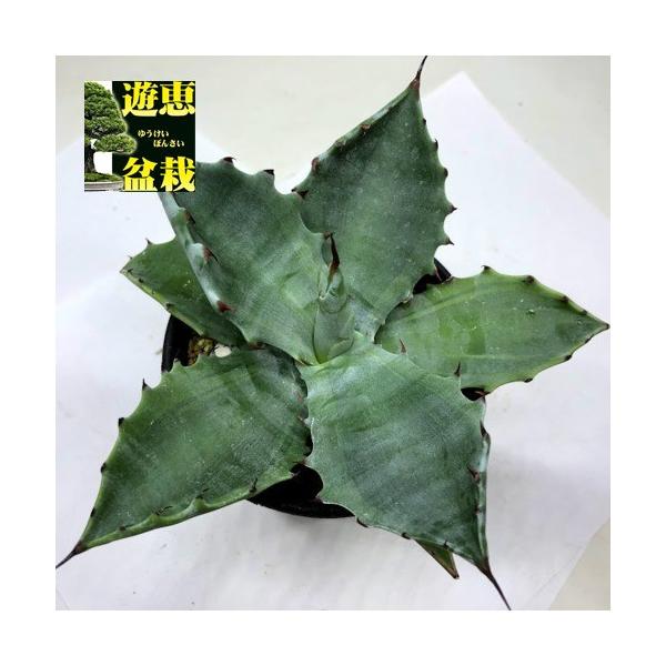 コロータ　錦　アガベ　ガーデニング　多肉植物 多肉植物：アガベ コロラータ錦 (うっすら覆輪)*幅14cm 現品