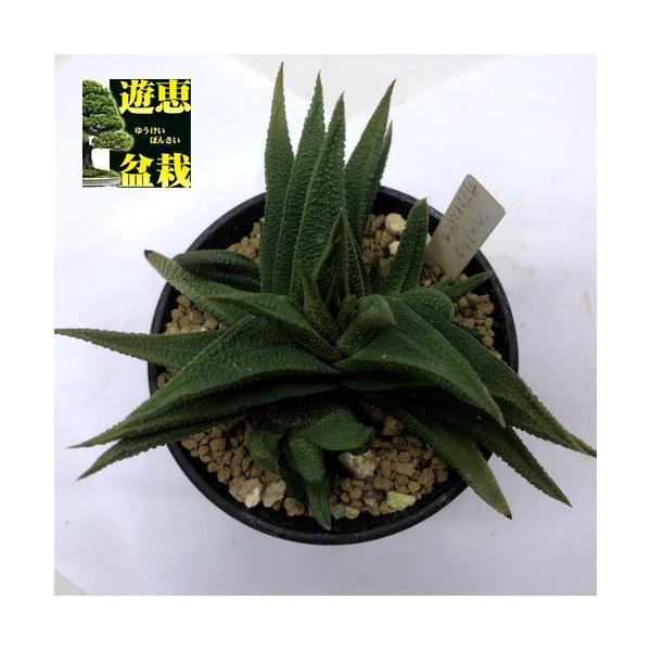 y-bonsai_s9221v
