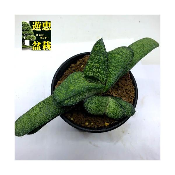 多肉植物：ガステリア 春鶯囀（しゅんおうてん）hyb.*幅19cm 現品