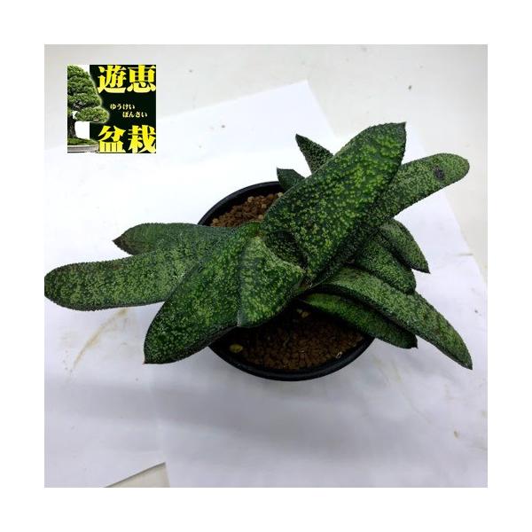 多肉植物：ガステリア 春鶯囀（しゅんおうてん）hyb.*幅19cm 現品
