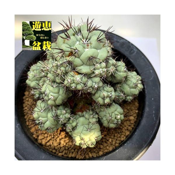 S9297v 遊恵盆栽 店 遊恵盆栽 店のサボテン オルテゴカクタス サボテン オルテゴカクタス マクドガリー 幅10 5ｃｍ 現品 一品限り