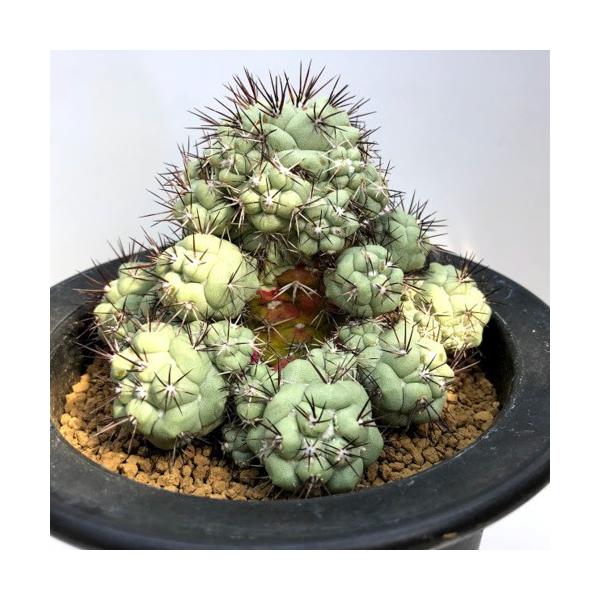 S9297v 遊恵盆栽 店 遊恵盆栽 店のサボテン オルテゴカクタス サボテン オルテゴカクタス マクドガリー 幅10 5ｃｍ 現品 一品限り