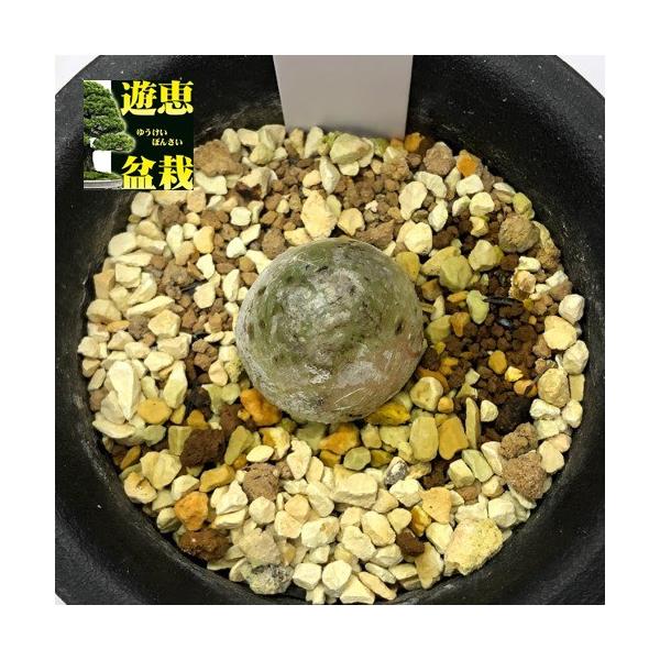 多肉植物 コノフィツム ブルゲリ 幅2cm 現品 一品限り S9316vならショッピング ランキングや口コミも豊富なネット通販 更にお得なpaypay残高も スマホアプリも充実で毎日どこからでも気になる商品をその場でお求めいただけます 花 ガーデニング サボテン 多肉植物