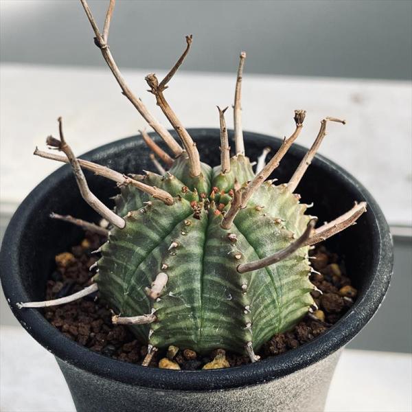 多肉植物:ユーフォルビア バリダ*S 幅4.5cm ☆赤松実生 : 遊恵 多肉植物:ユーフォルビア バリダ*S 幅4.5cm ☆赤松実生 : 遊恵