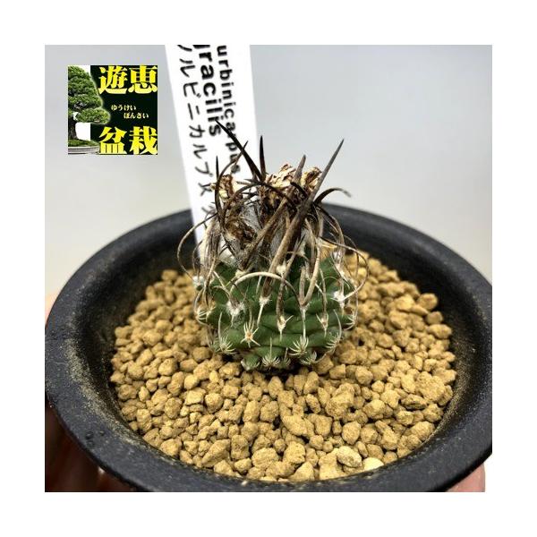 向山グラキリス 3頭仕立て ドライカクタス サボテン ツルビニカルプス サボテン：ツルビニカルプス グラキリス 実生*幅3cm : 遊恵
