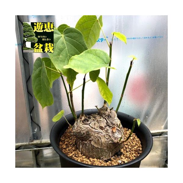塊根植物：プセウド ボンバックス エリプティカム*塊根幅13cm 現品