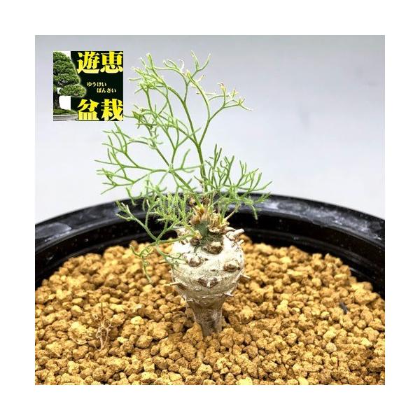 コーデックス：サルコカウロン ペニクリナム*塊根幅1.5cm 現品