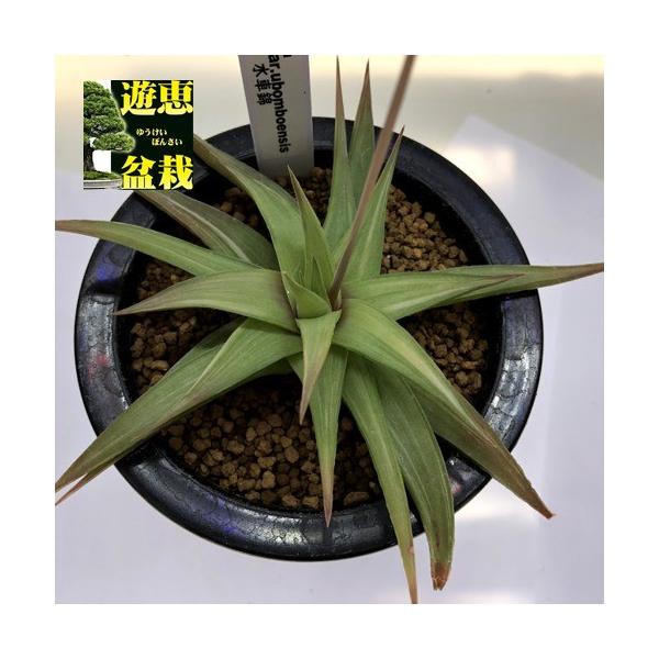 多肉植物：ハオルチア 水車錦*幅14cm 現品！一品限り : 遊恵盆栽 Yahoo