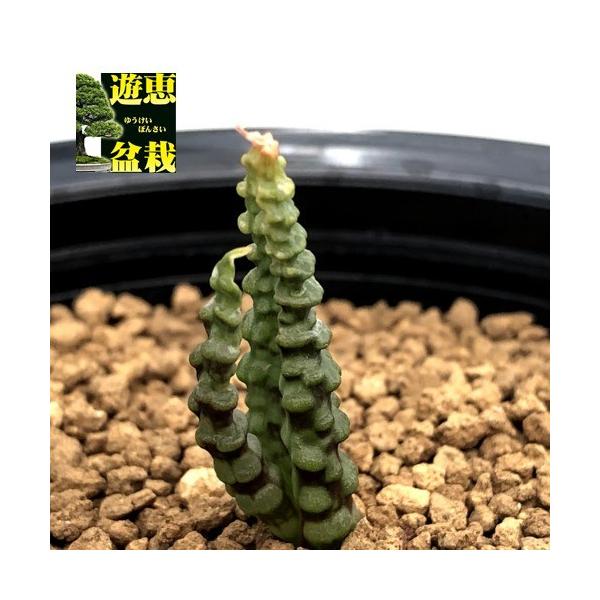 多肉植物：ブルビネ ブルインシー つくし玉*全幅1cm 現品！一品限り