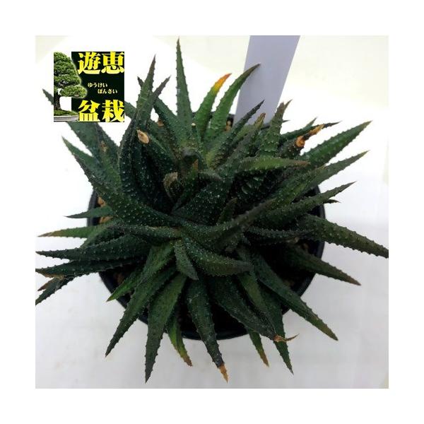 多肉植物：ハオルチア スカブラhyb.*幅12cm 現品！一品限り : 遊恵盆栽