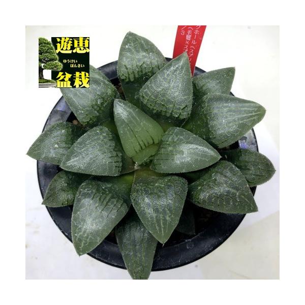 ブラックベヒ　多肉植物　ハオルチア y-bonsai_s9425v