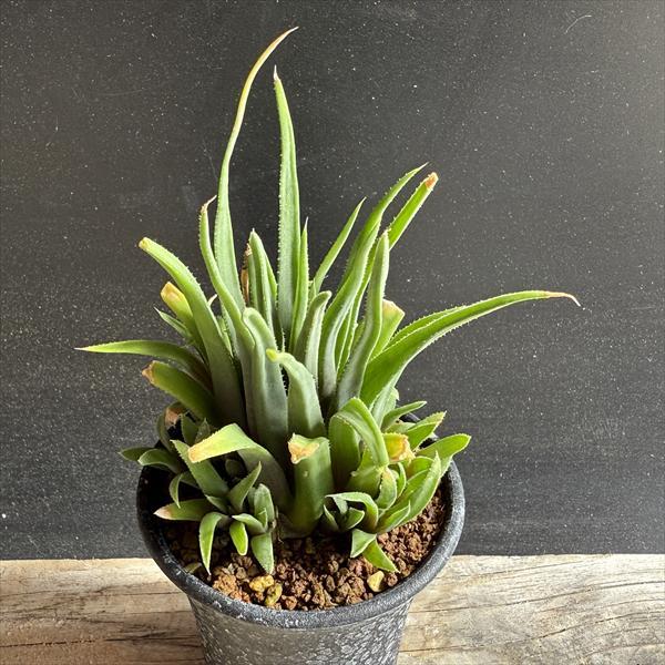 多肉植物：ハオルチア アングスティフォリア パウシフォリア*幅8cm