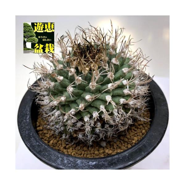 y-bonsai_s9493v