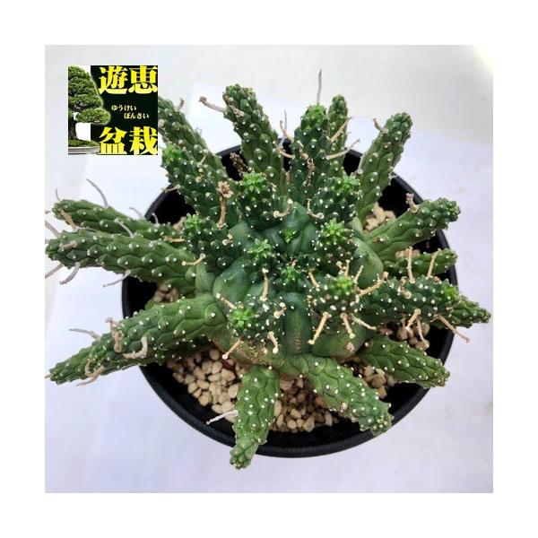 多肉植物：ユーフォルビア ガムケンシス*幅10cm 現品！一品