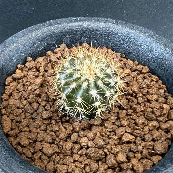 サボテン：ユーベルマニア ペクチニフェラ 実生*幅2cm : 遊恵盆栽