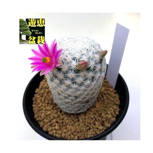 サボテン マミラリア 白鳥 幅4 5ｃｍ 現品 一品限り S9517v 遊恵盆栽 Yahoo 店 通販 Yahoo ショッピング
