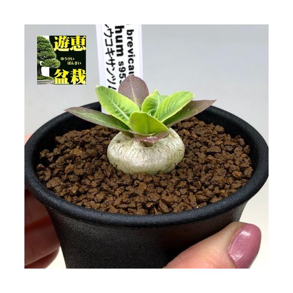 コーデックス：パキポディウム レウコキサンツム 実生*塊根幅2cm
