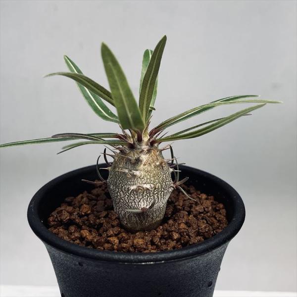 パキポディウム カクチペス 実生　塊根植物 コーデックス コーデックス：パキポディウム カクチペス 実生 M*塊根幅2.2cm
