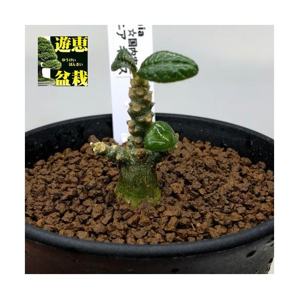 コーデックス：ドルステニア ギガス 実生*枝幅2.5cm 現品！一品限り