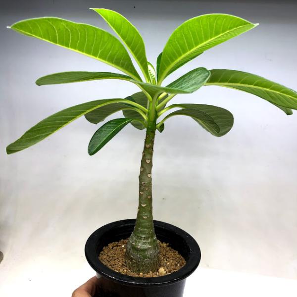 【レア株】パキポディウムデカリー 塊根植物 多肉 コーデックス コーデックス：パキポディウム デカリー*塊根幅3.5cm 現品