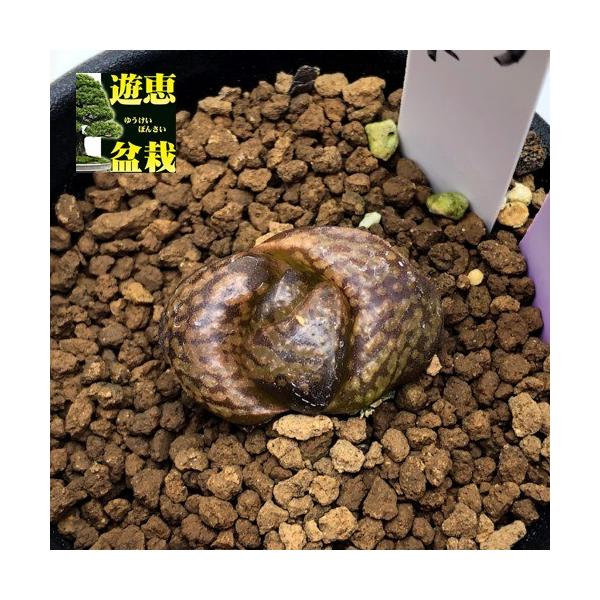 ハオルチア_ピクタ_モンスト_深海の女王 成長記録 ハオルチア ピクタ実生2012YT-9①（深海の女王