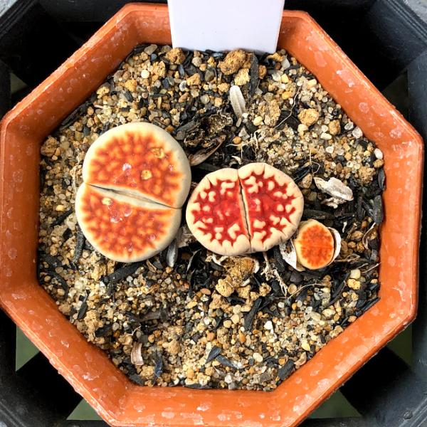 多肉植物：リトープス トップレッド 群生*全幅3cm : 遊恵盆栽 Yahoo