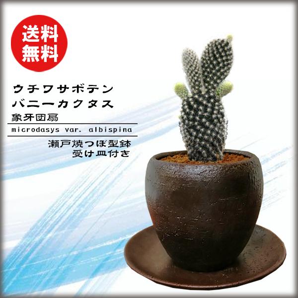 サボテン 盆栽の人気商品 通販 価格比較 価格 Com