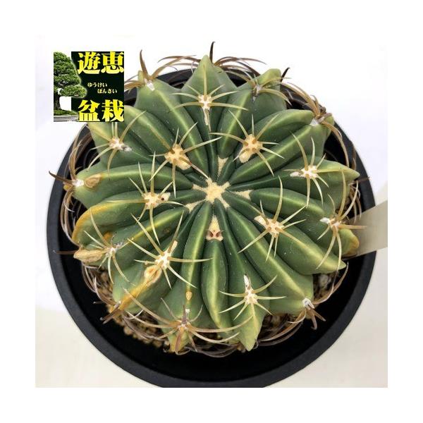 観葉植物 フェロカクタスの人気商品 通販 価格比較 価格 Com