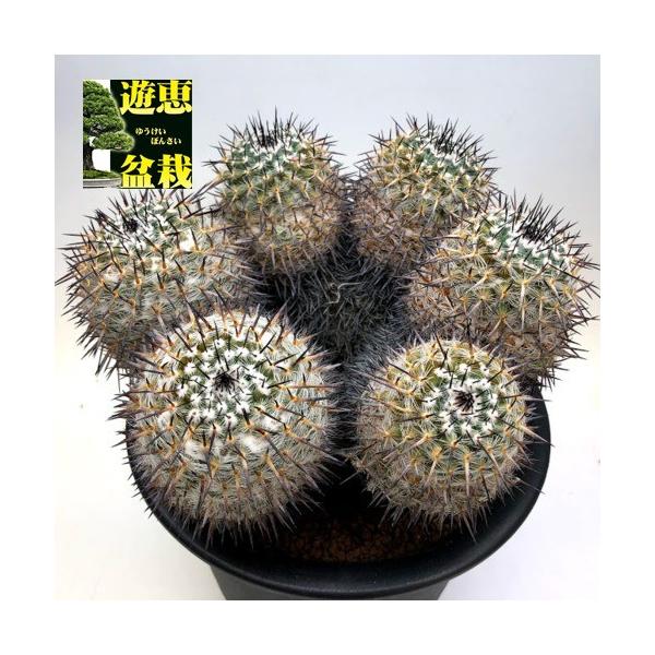 サボテン：マミラリア群生*幅18cm 現品！一品限り : 遊恵盆栽 Yahoo