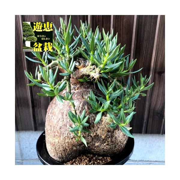 コーデックス：パキポディウム ビスピノーサム*塊根幅16cm 現品