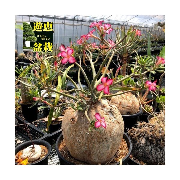 アデニウム コーデックス Diy 工具の人気商品 通販 価格比較 価格 Com