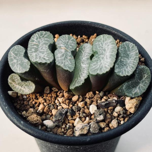 多肉植物：ハオルチア 玉扇 塚原氏実生A*幅6.5cm : 遊恵盆栽