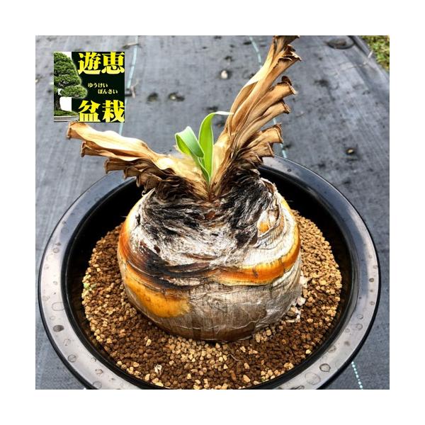 【特別価格】 ブーファン ディスティチャ ディスティカ 大株 コーデックス 特別価格】 ブーファン ディスティチャ ディスティカ 大株