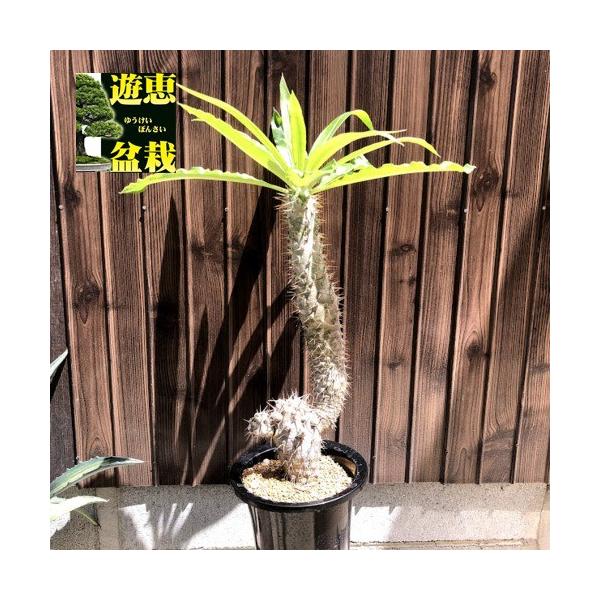 コーデックス：パキポディウム “ラメレイ”(ラメリー)*葉幅40cm 現品