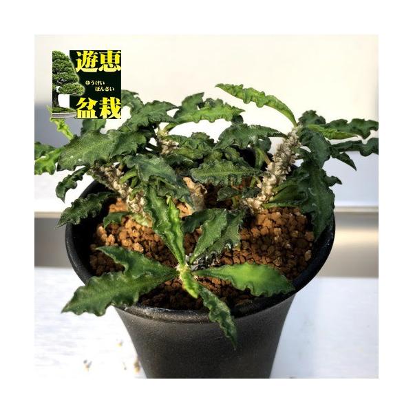 コーデックス：ユーフォルビア デカリー*L 葉幅13cm : 遊恵盆栽