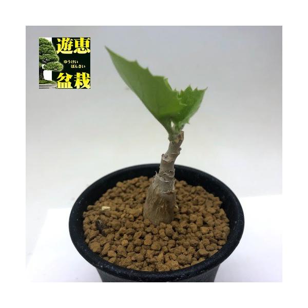 キフォステンマ　セイチアナ コーデックス：キフォステンマ セイチアナ*枝幅9cm 現品！一品