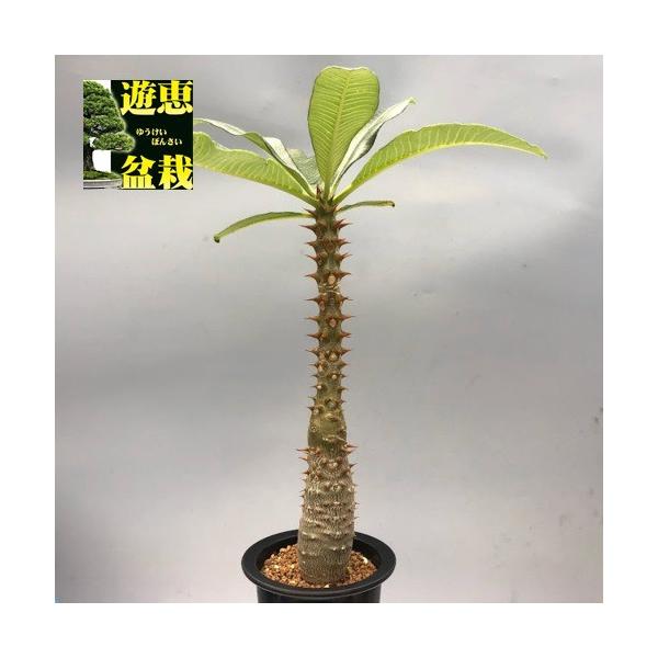 パキポディウム バロニー / キョウチクトウ科 コーデックス 多肉 塊根 レア y-bonsai_s9724v