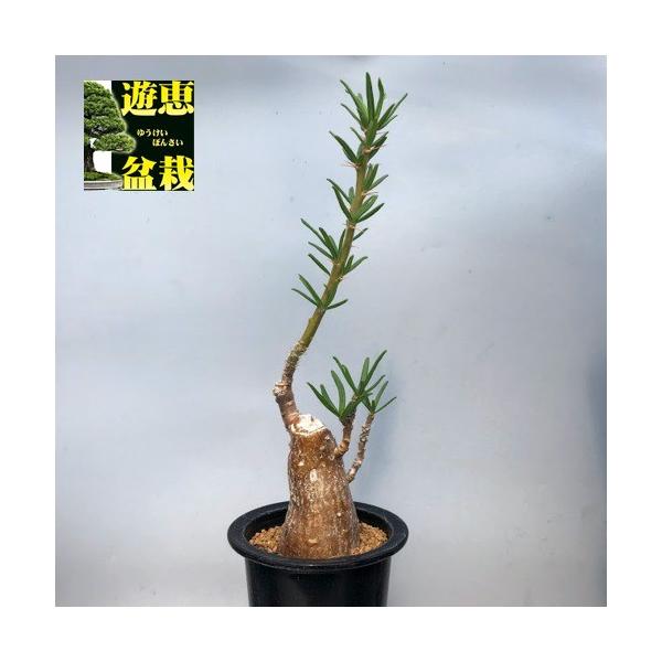 y-bonsai_s9729v