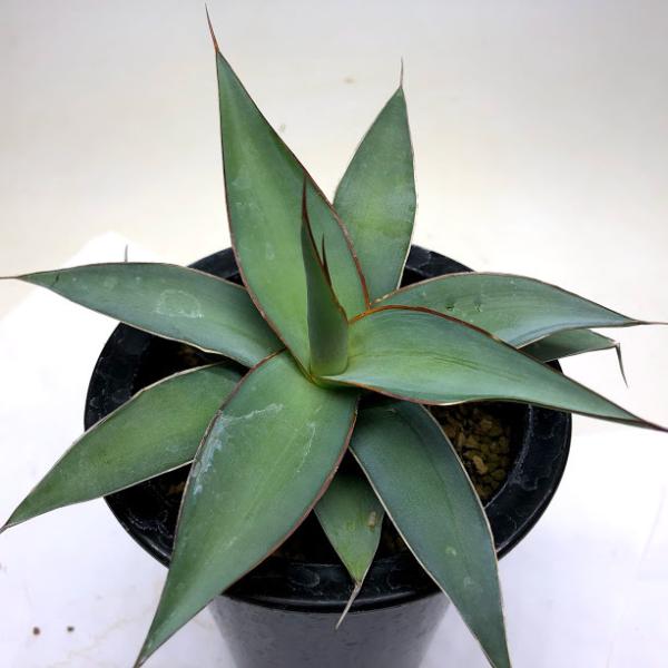 多肉植物：アガベ インプレッサ*幅15cm : 遊恵盆栽 Yahoo!店 - 通販