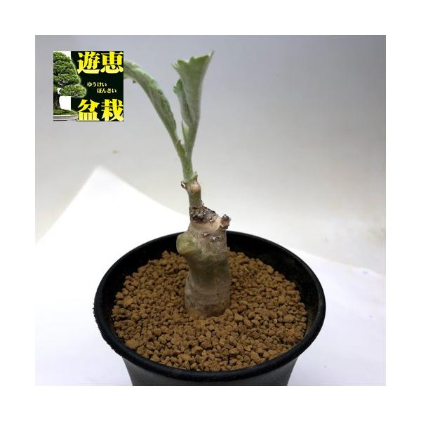 塊根植物：キフォステンマ セイチアナ*塊幅2ｃｍ 現品 一品限り