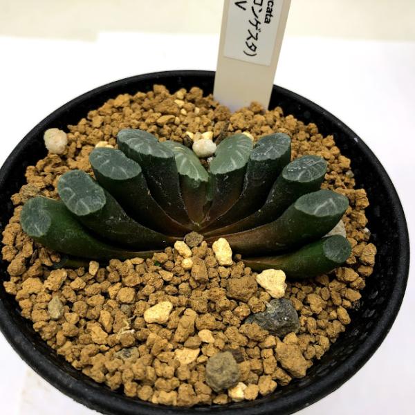 大型玉扇  美品 楽天市場】多肉植物：ハオルチア 玉扇錦 糊斑*幅5.5cm 現品！一品