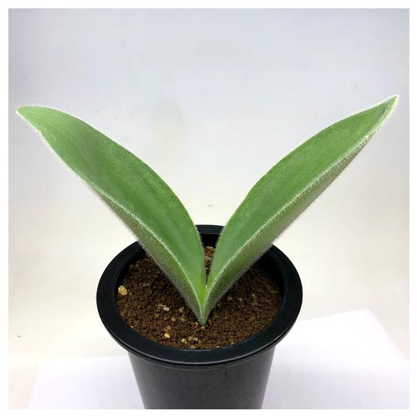 ハエマンサス 斑入り 希少品 観葉植物 球根植物 ハエマンサス 斑入り 希少品 観葉植物 球根植物 【公式通販】