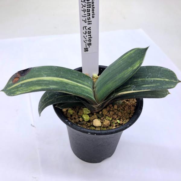 ガステリア・ピランシー×ルッジー錦(実生苗) 多肉植物：ガステリア ピランシー錦*幅21cm 現品！一品限り