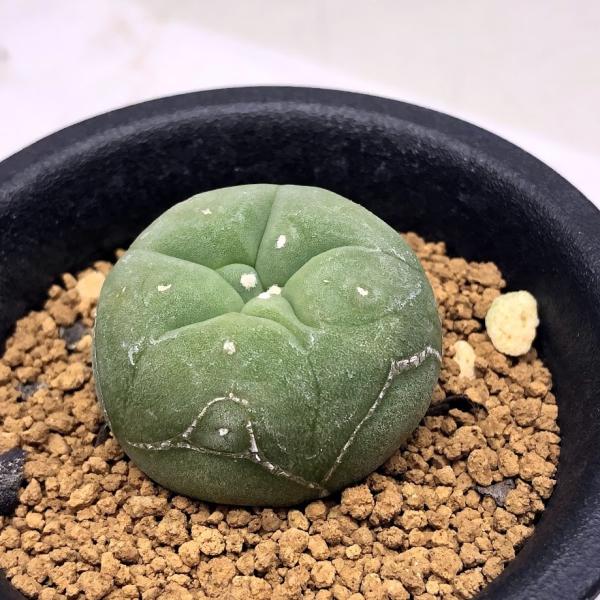 サボテン：ロフォフォラ ディフューサ 翠冠玉*S 幅3cm ※傷あり